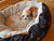 Pets products for puppies pet bed